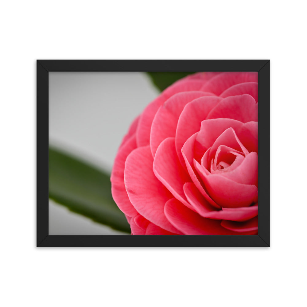 Camellia - Framed poster