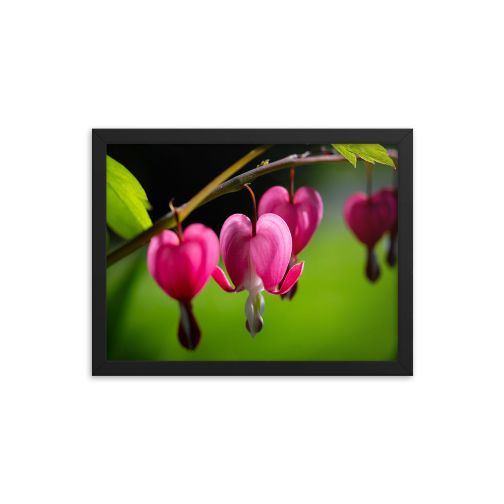 Bleeding Heart Flower - Framed poster