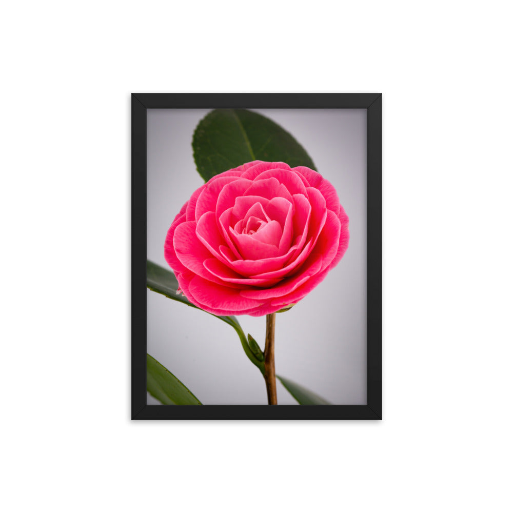 Camellia - Framed poster