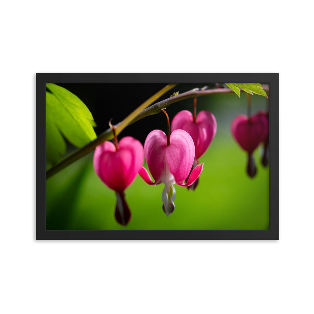 Bleeding Heart Flower - Framed poster