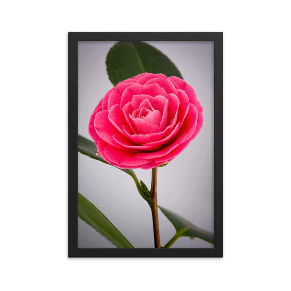 Camellia - Framed poster