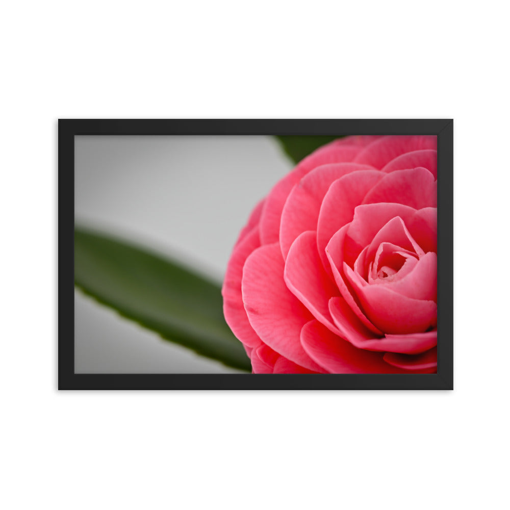 Camellia - Framed poster