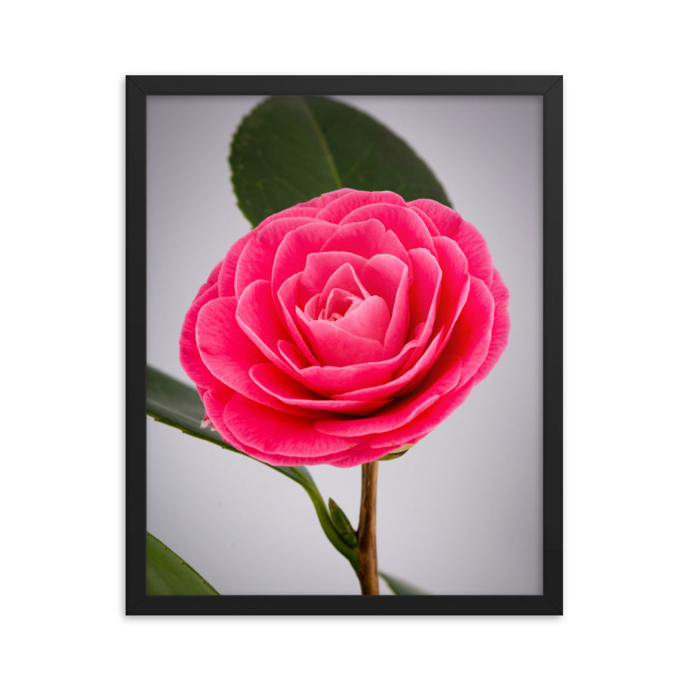 Camellia - Framed poster