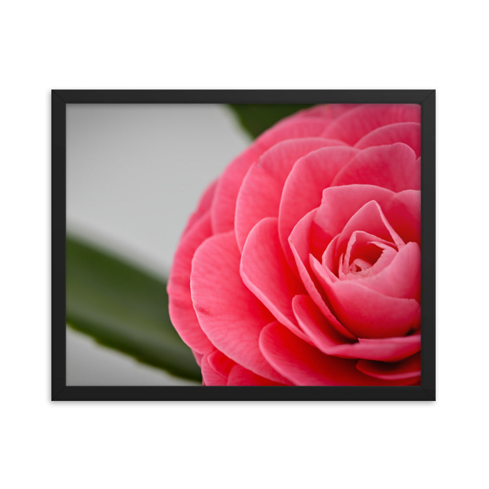 Camellia - Framed poster