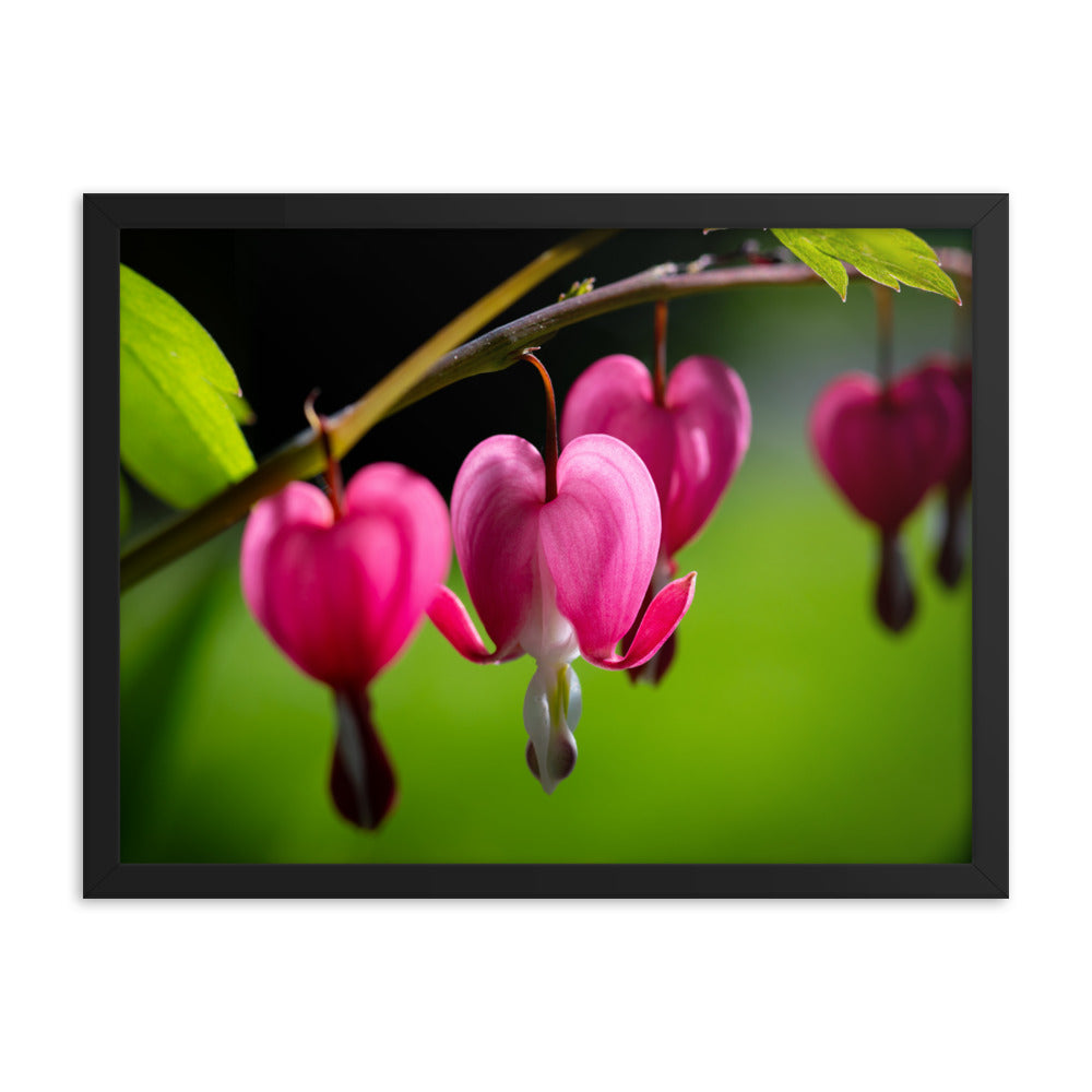 Bleeding Heart Flower - Framed poster