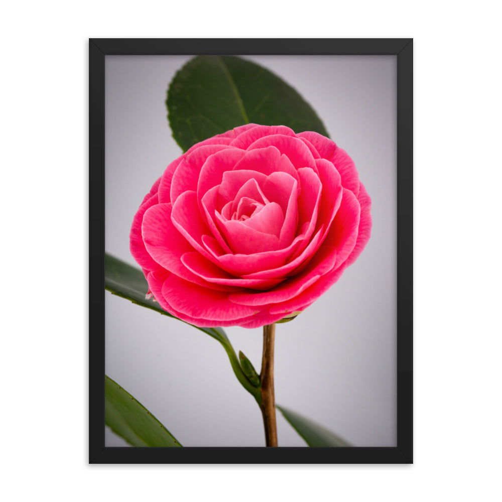 Camellia - Framed poster