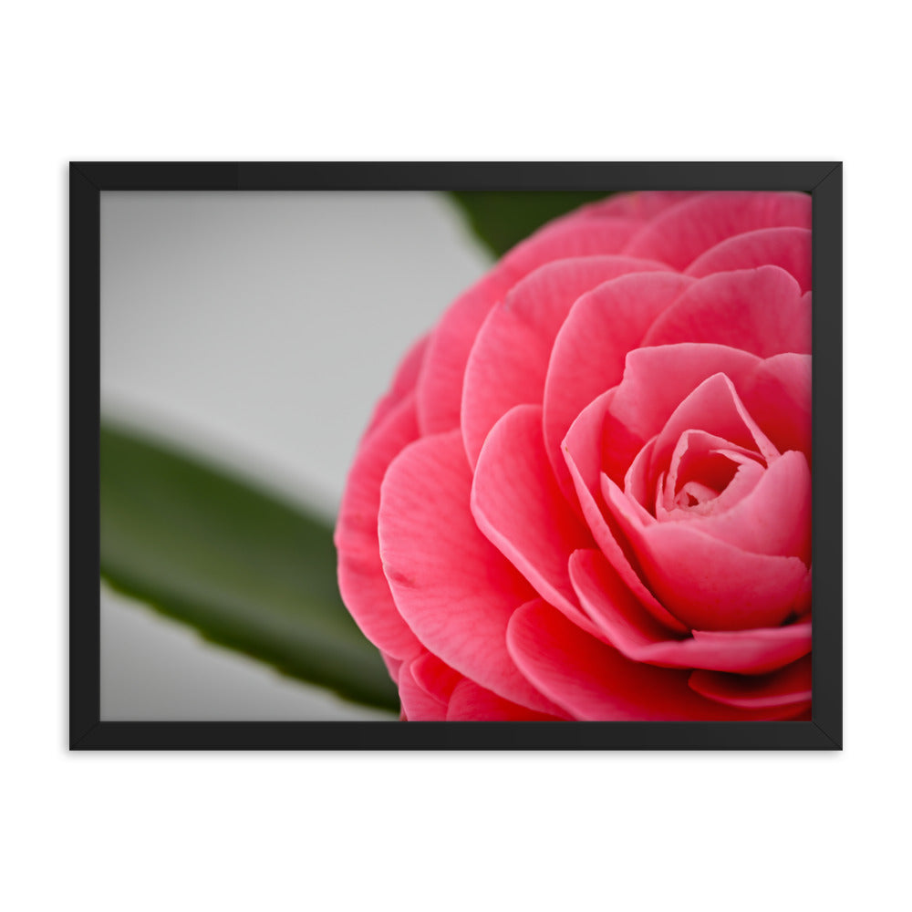 Camellia - Framed poster