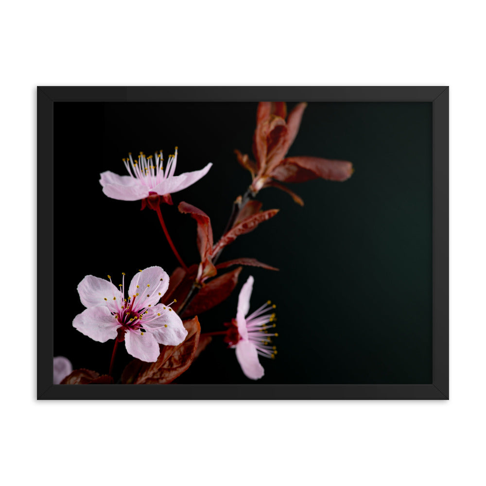 Purple Plum - Framed poster