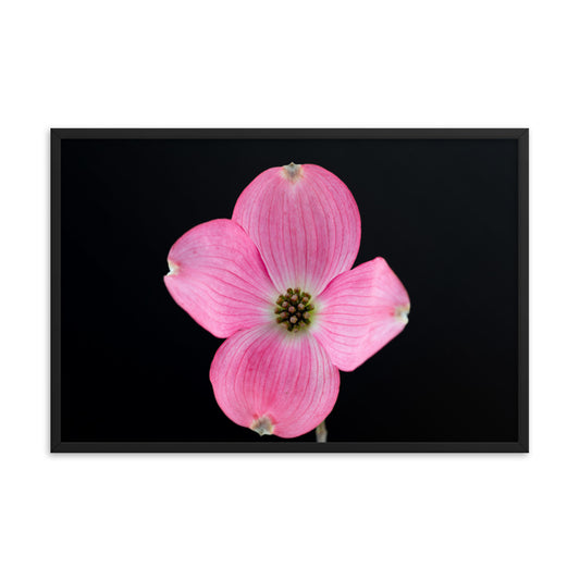 Dogwood Flower - Framed poster