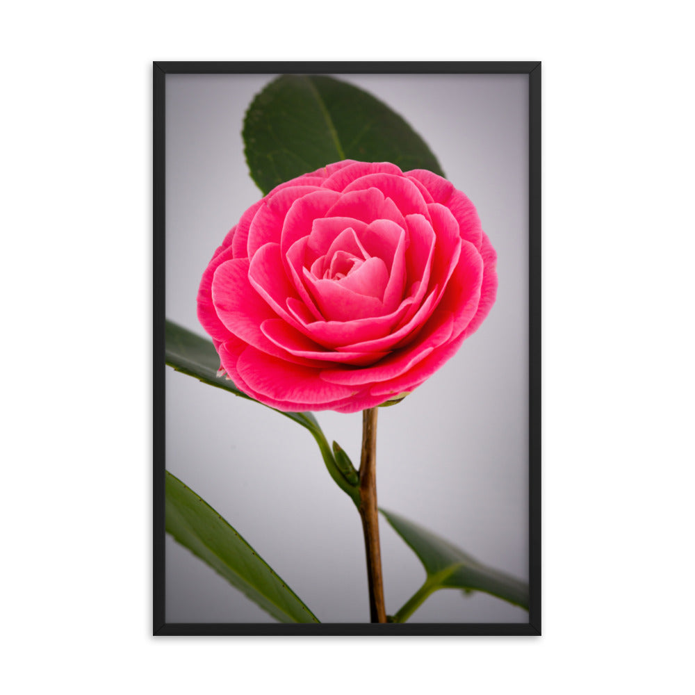 Camellia - Framed poster