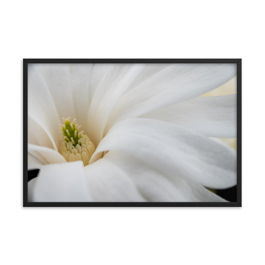 Star Magnolia - Framed poster