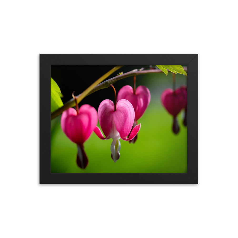 Bleeding Heart Flower - Framed poster