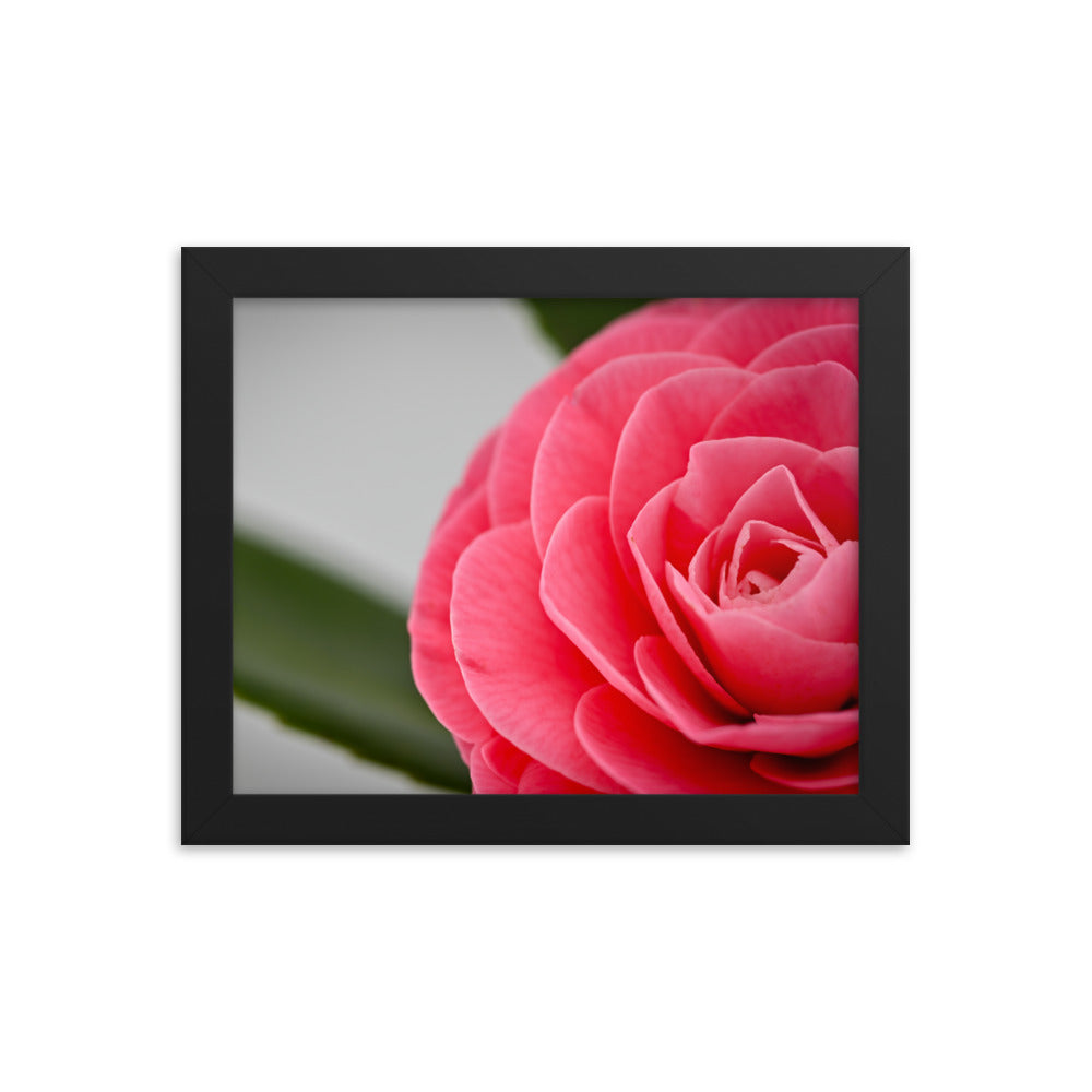 Camellia - Framed poster