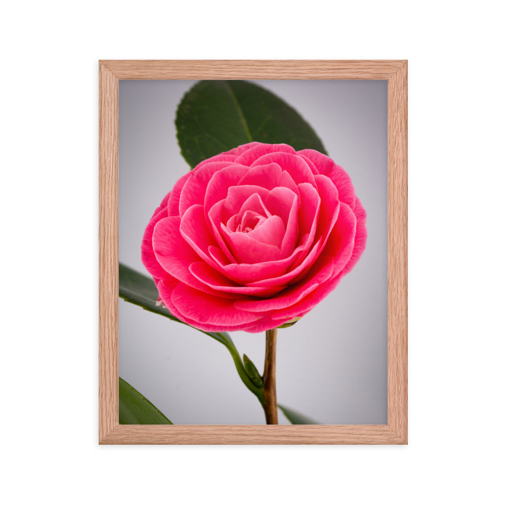 Camellia - Framed poster