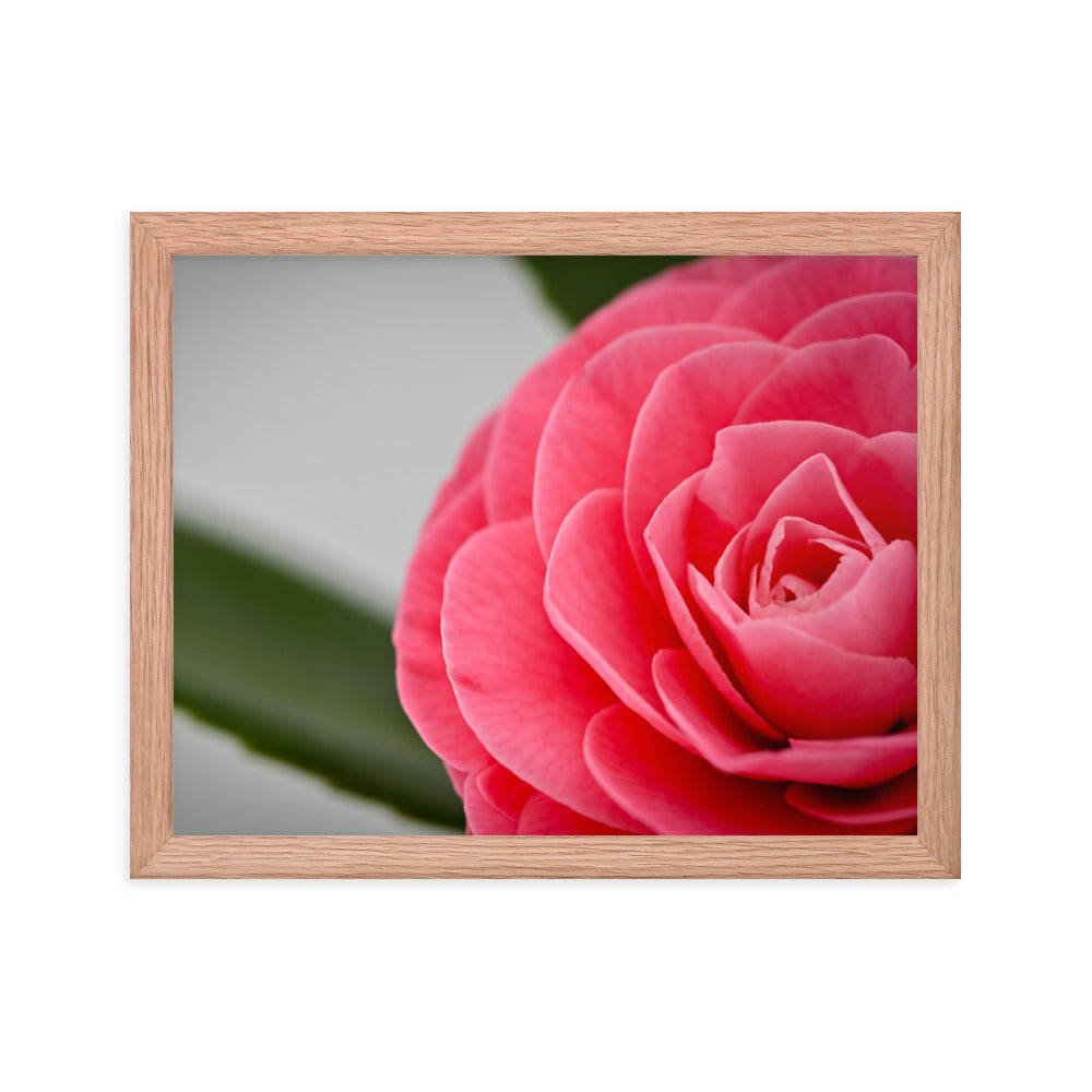 Camellia - Framed poster