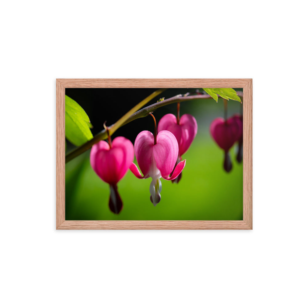 Bleeding Heart Flower - Framed poster