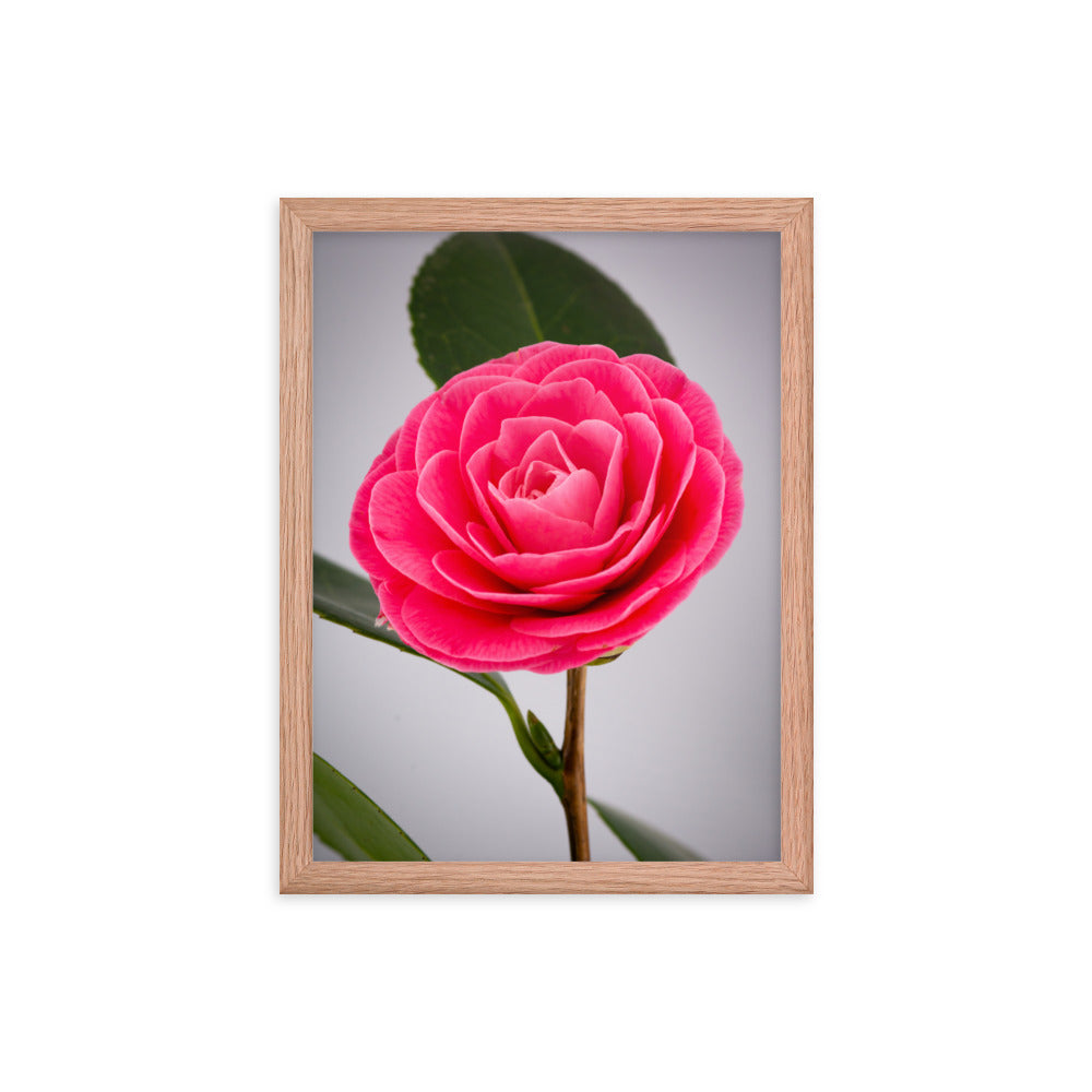 Camellia - Framed poster