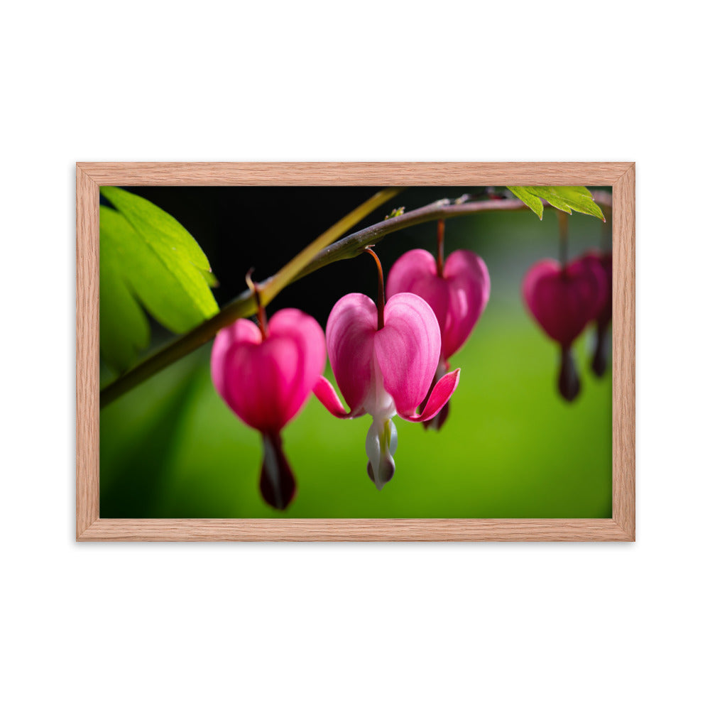 Bleeding Heart Flower - Framed poster