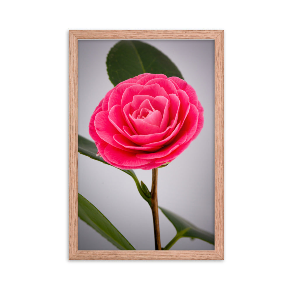 Camellia - Framed poster