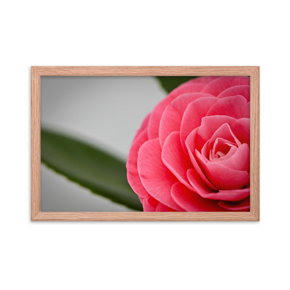 Camellia - Framed poster