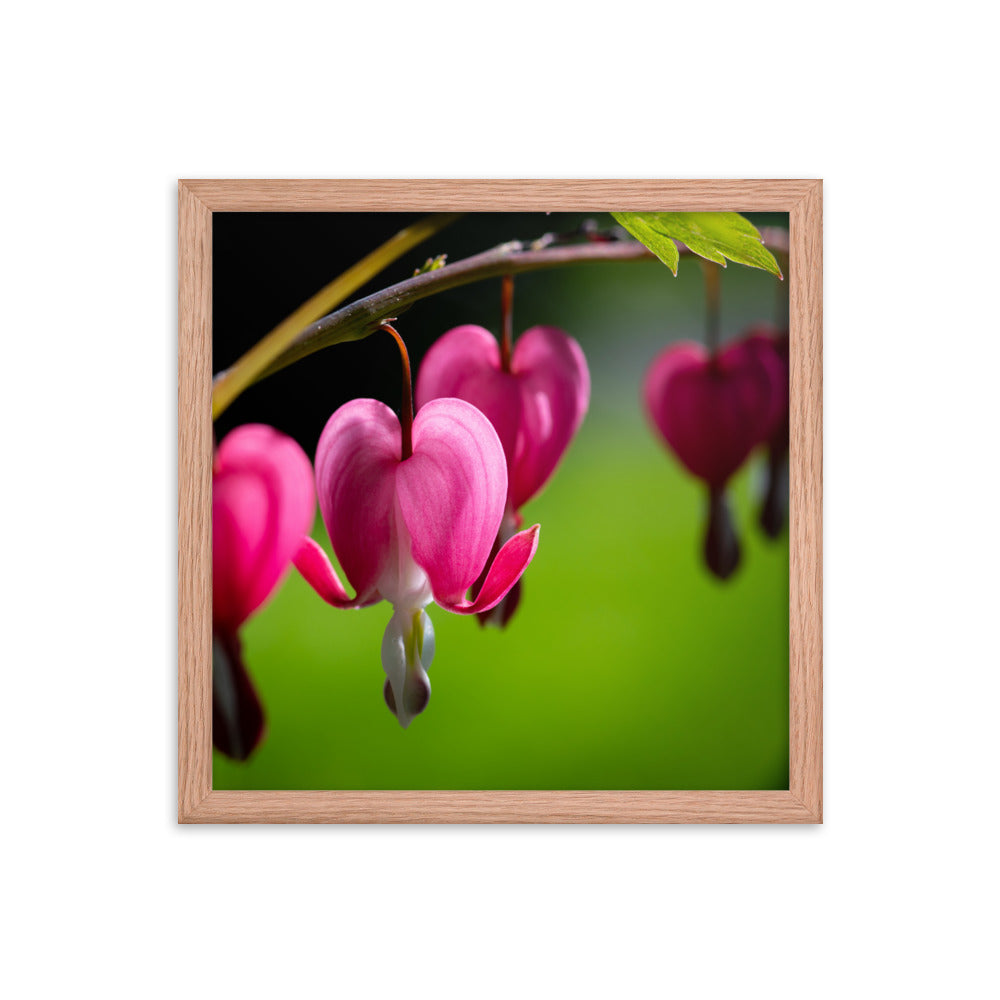 Bleeding Heart Flower - Framed poster