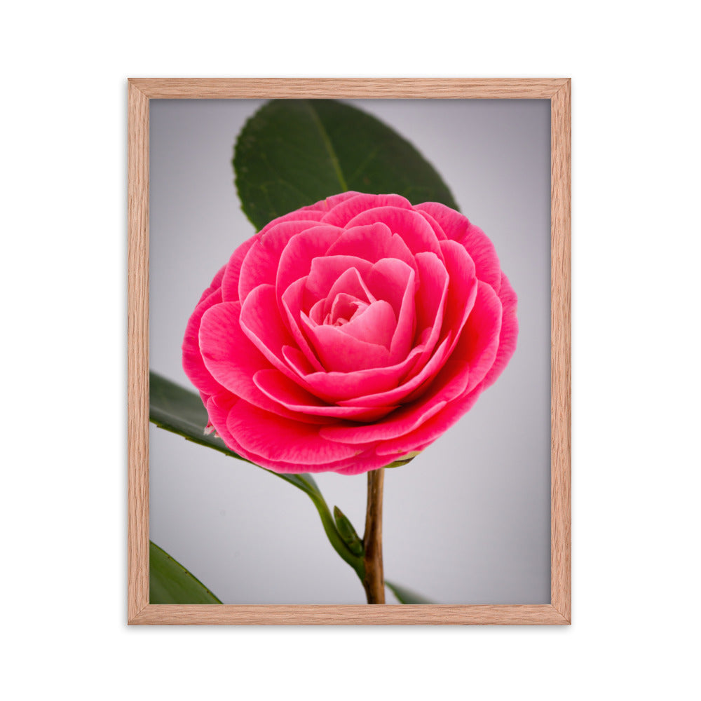 Camellia - Framed poster