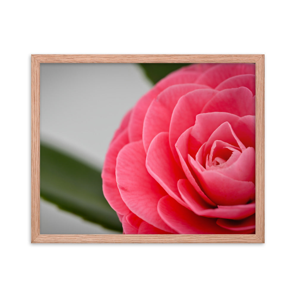 Camellia - Framed poster