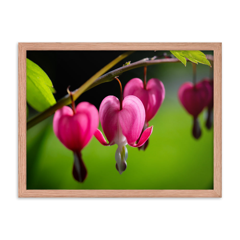 Bleeding Heart Flower - Framed poster