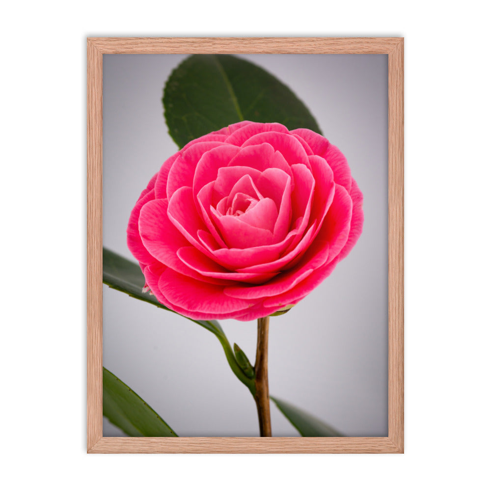 Camellia - Framed poster