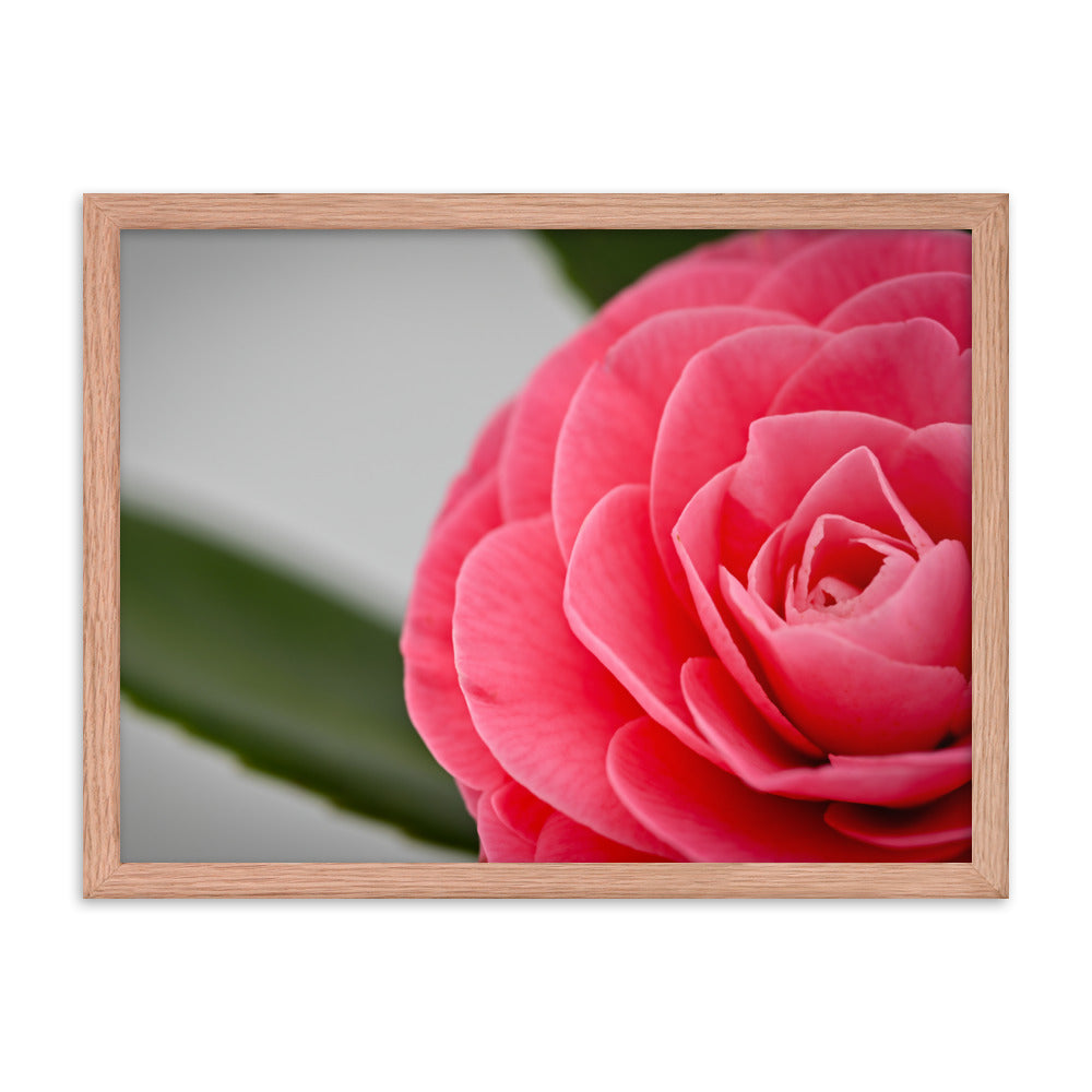 Camellia - Framed poster