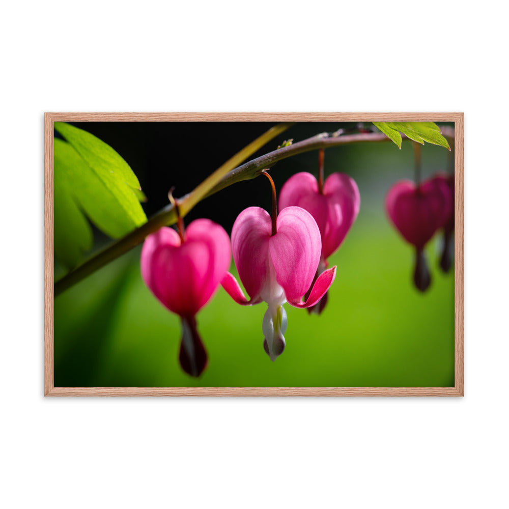 Bleeding Heart Flower - Framed poster