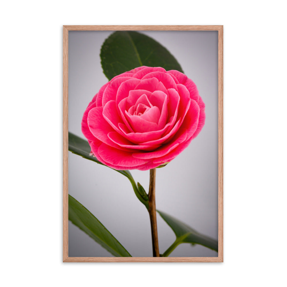 Camellia - Framed poster