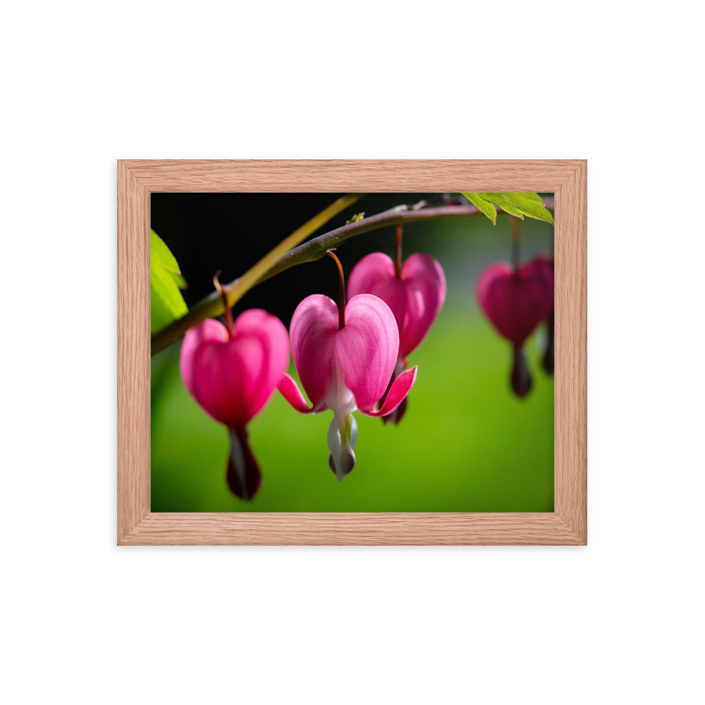 Bleeding Heart Flower - Framed poster