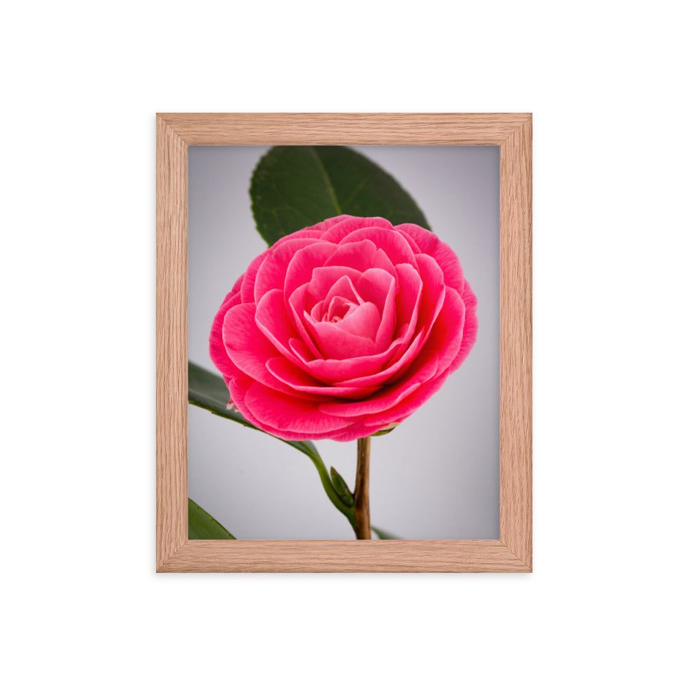 Camellia - Framed poster