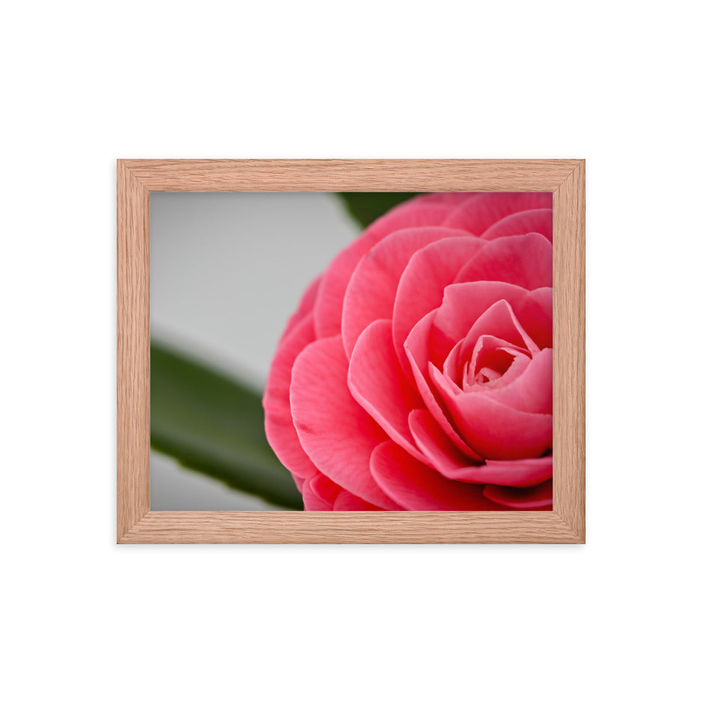 Camellia - Framed poster