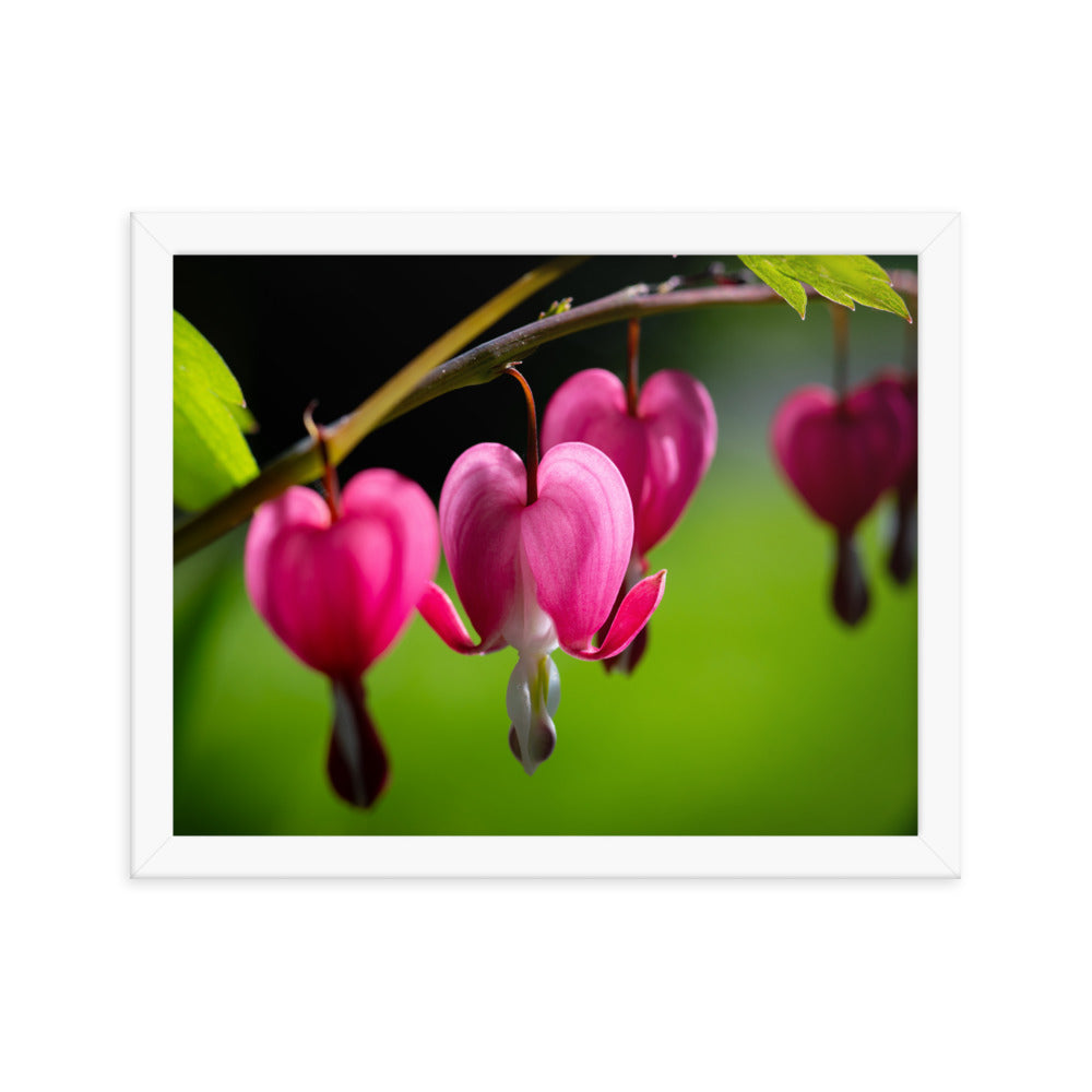 Bleeding Heart Flower - Framed poster