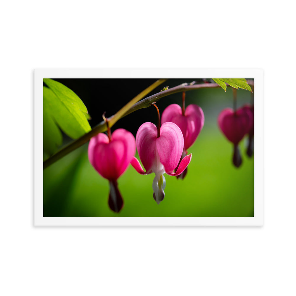 Bleeding Heart Flower - Framed poster