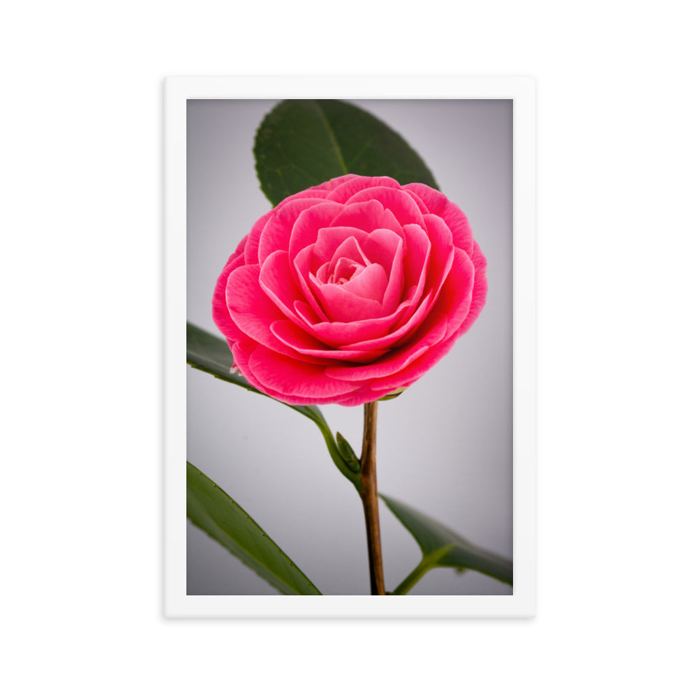 Camellia - Framed poster