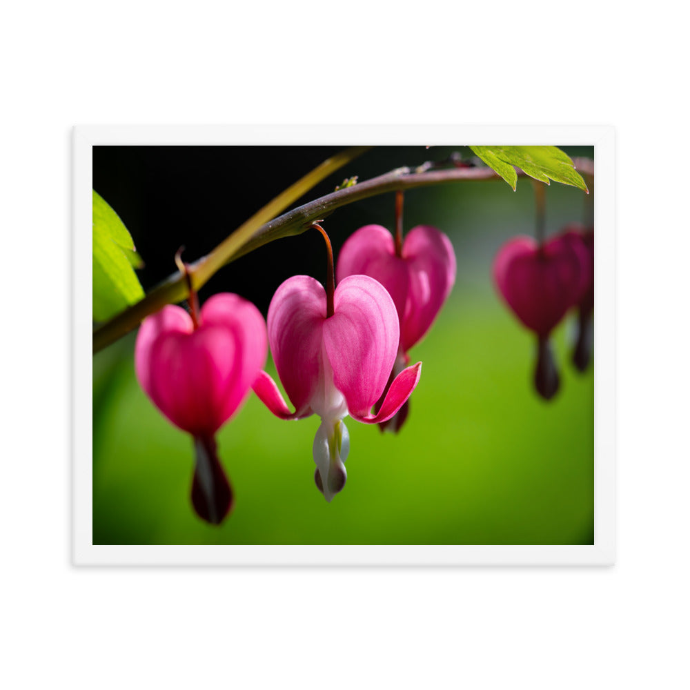 Bleeding Heart Flower - Framed poster