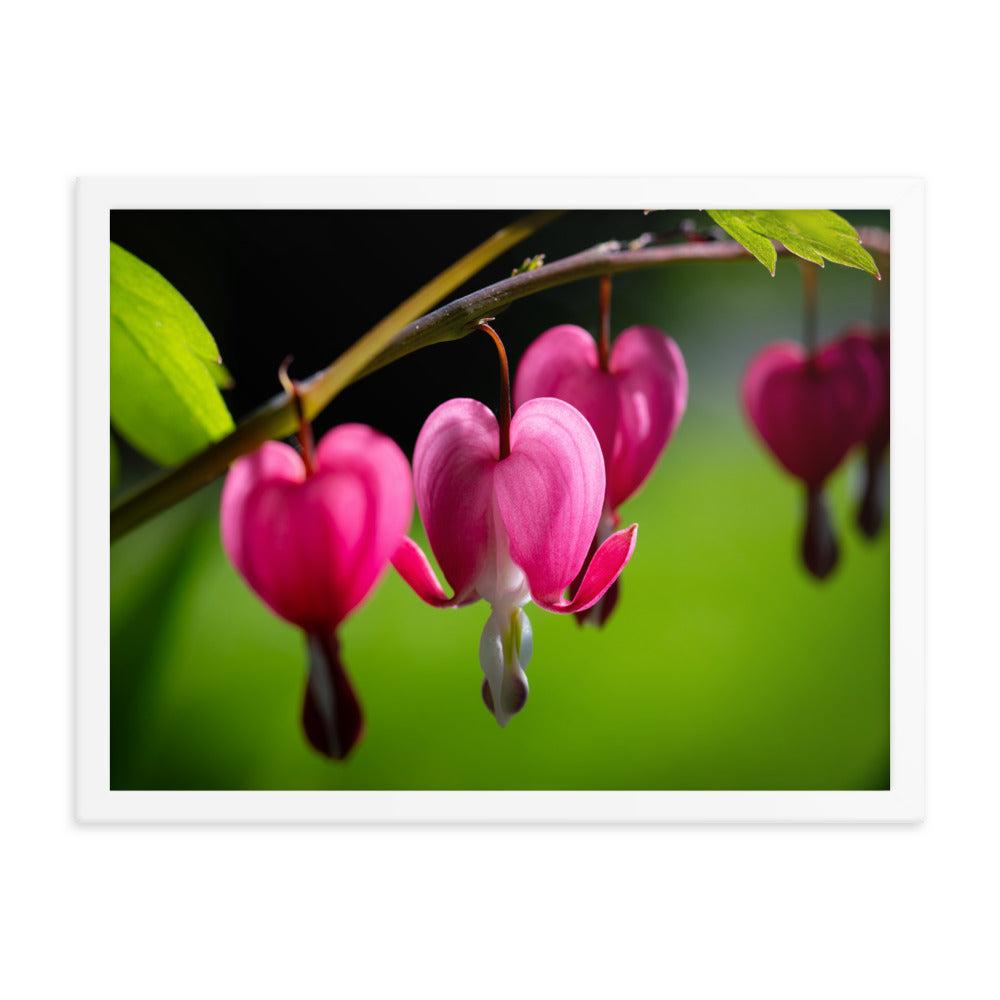 Bleeding Heart Flower - Framed poster