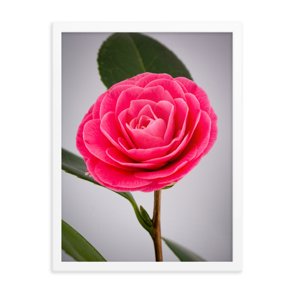 Camellia - Framed poster