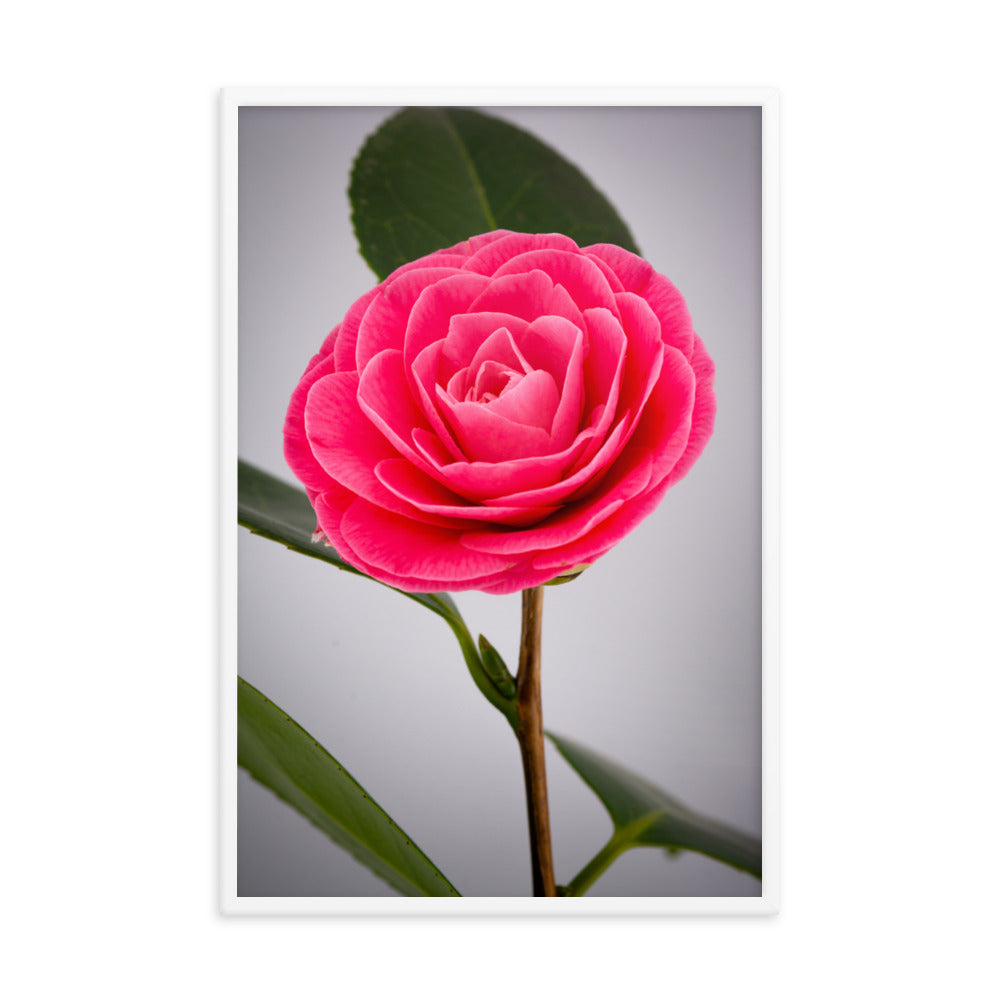 Camellia - Framed poster