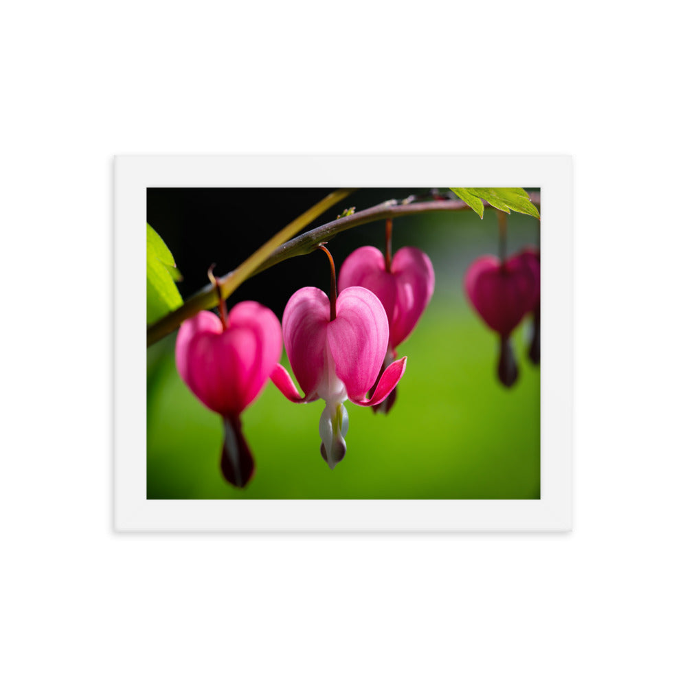 Bleeding Heart Flower - Framed poster