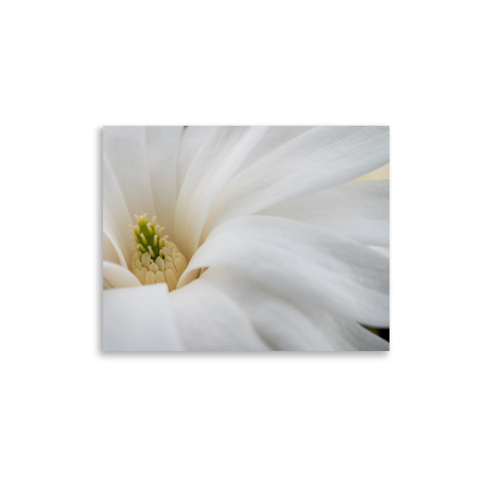 Star Magnolia - Poster