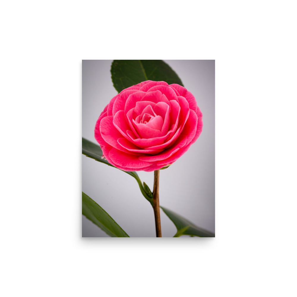 Camellia - Poster