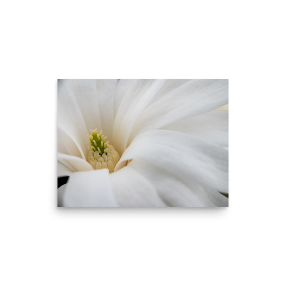 Star Magnolia - Poster