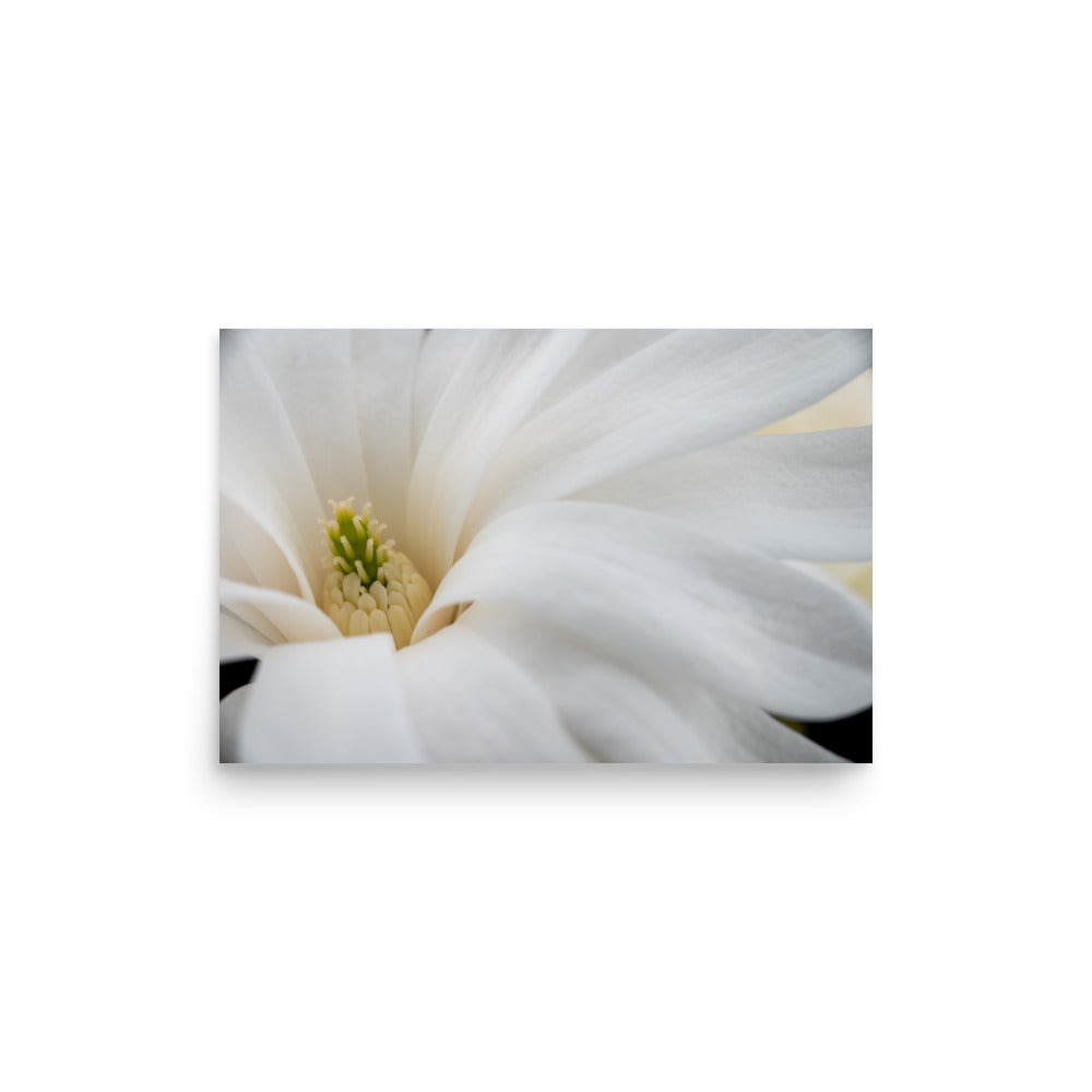 Star Magnolia - Poster