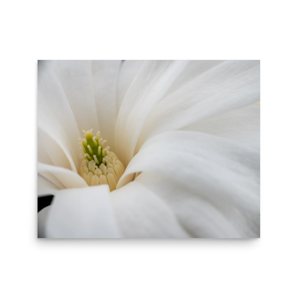 Star Magnolia - Poster