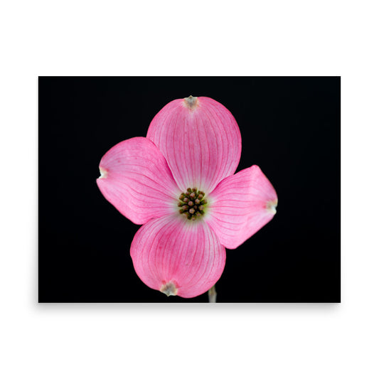 Dogwood Flower - Poster