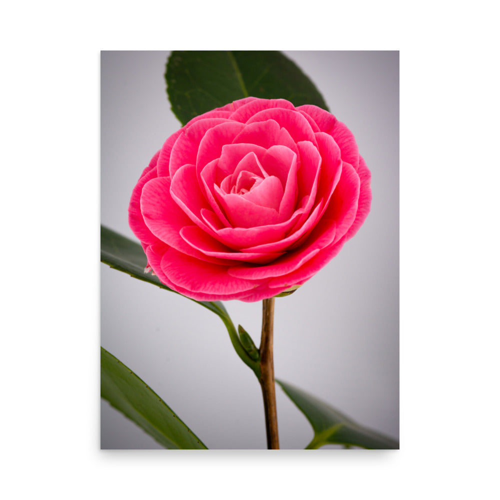 Camellia - Poster